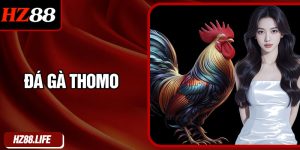 Đá Gà Thomo